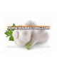 wholesale garlic price